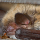 A species of bed bug feeding from one of its favorite hosts, a bat.